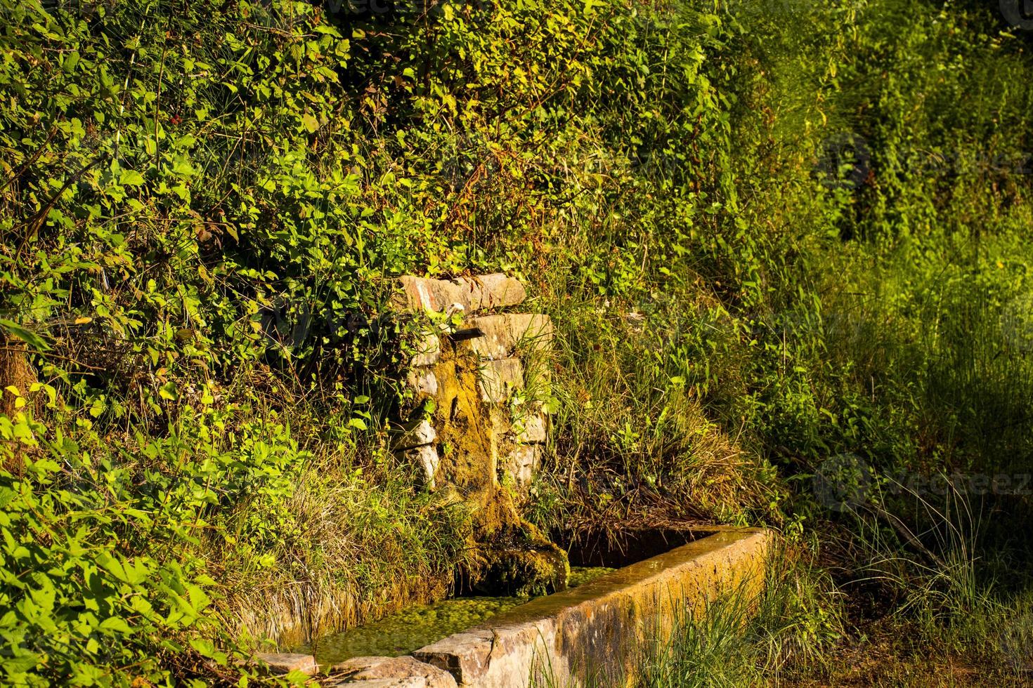 fontana nella vegetazione foto