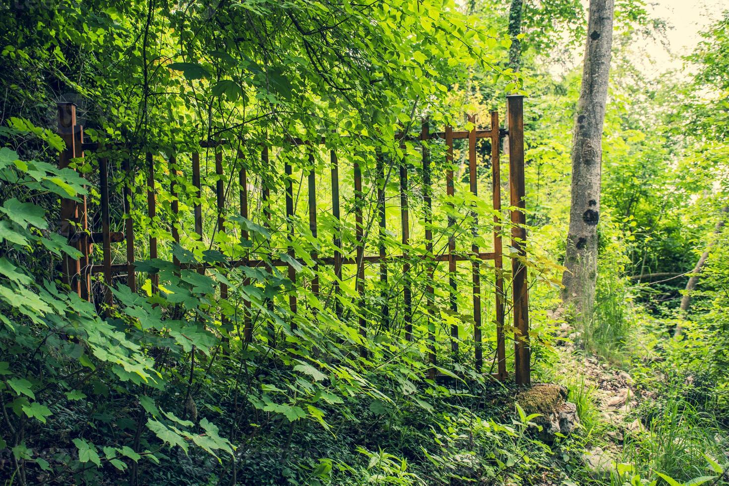 cancello e natura foto