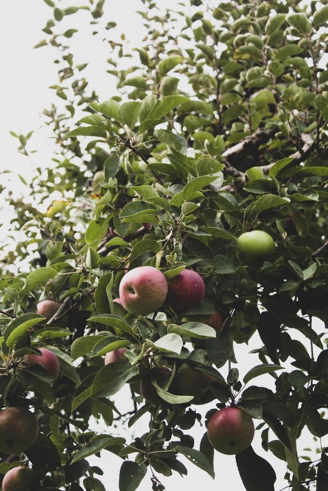 frutti di mela verde e rossa foto