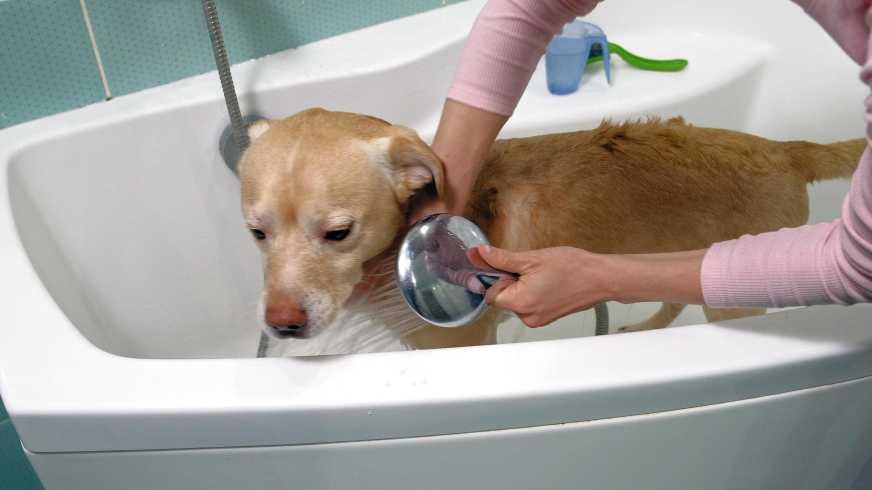 donna lava un cane nella cura degli animali da bagno foto