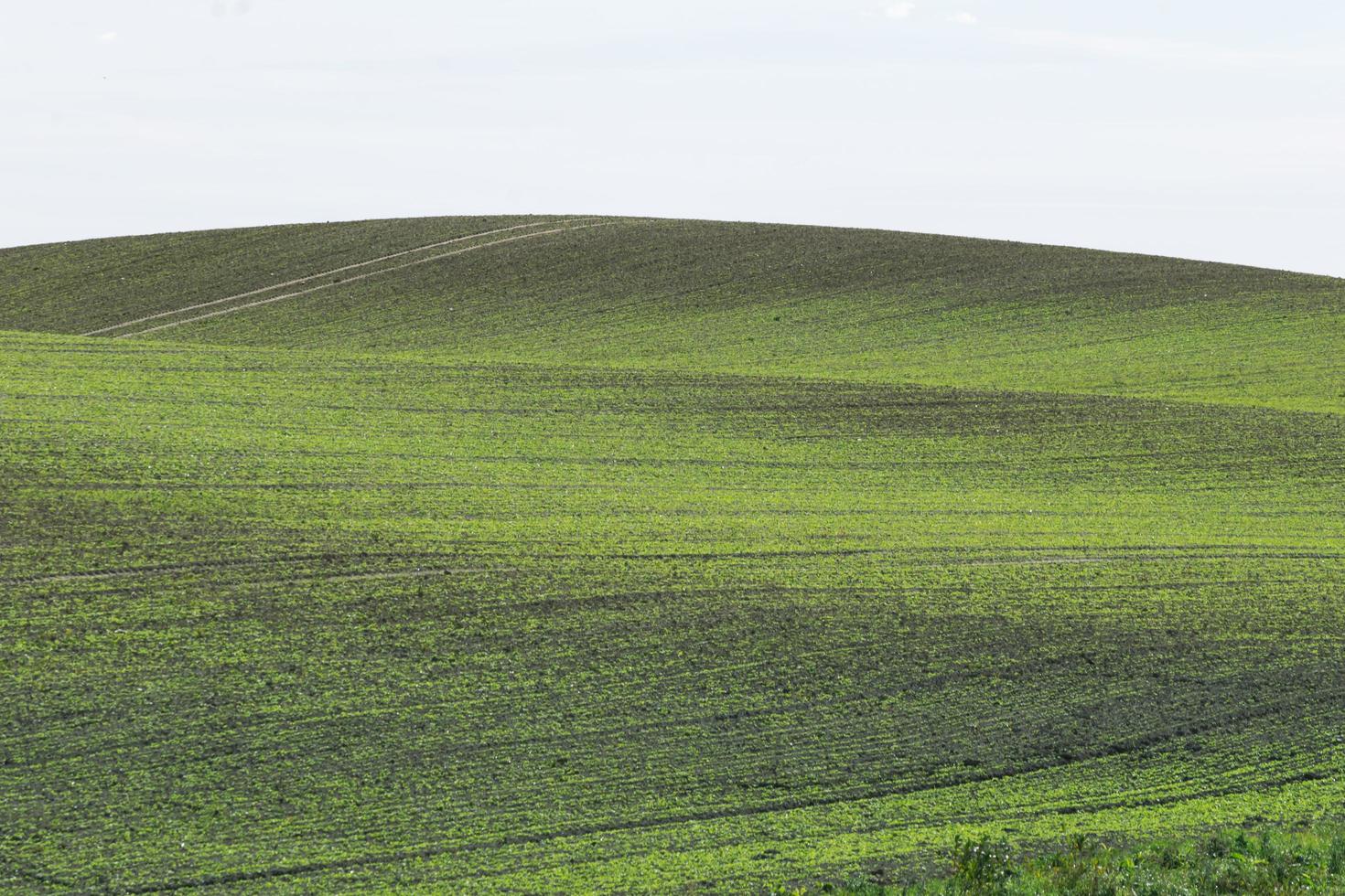 sfondo del campo verde foto