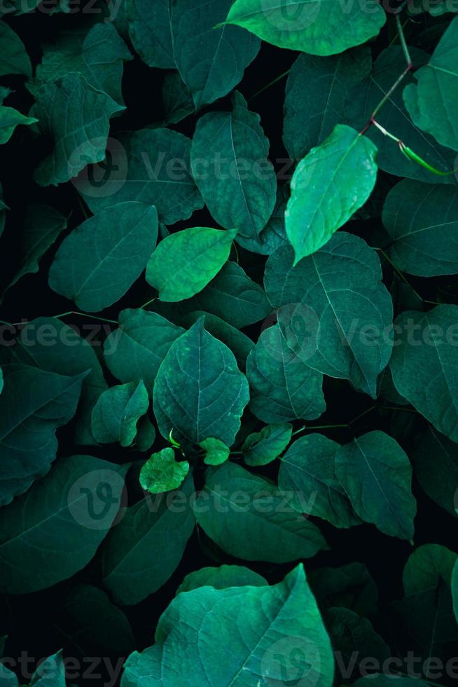 foglie di piante verdi nella stagione primaverile foto