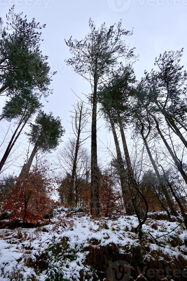 neve in montagna nella stagione invernale foto