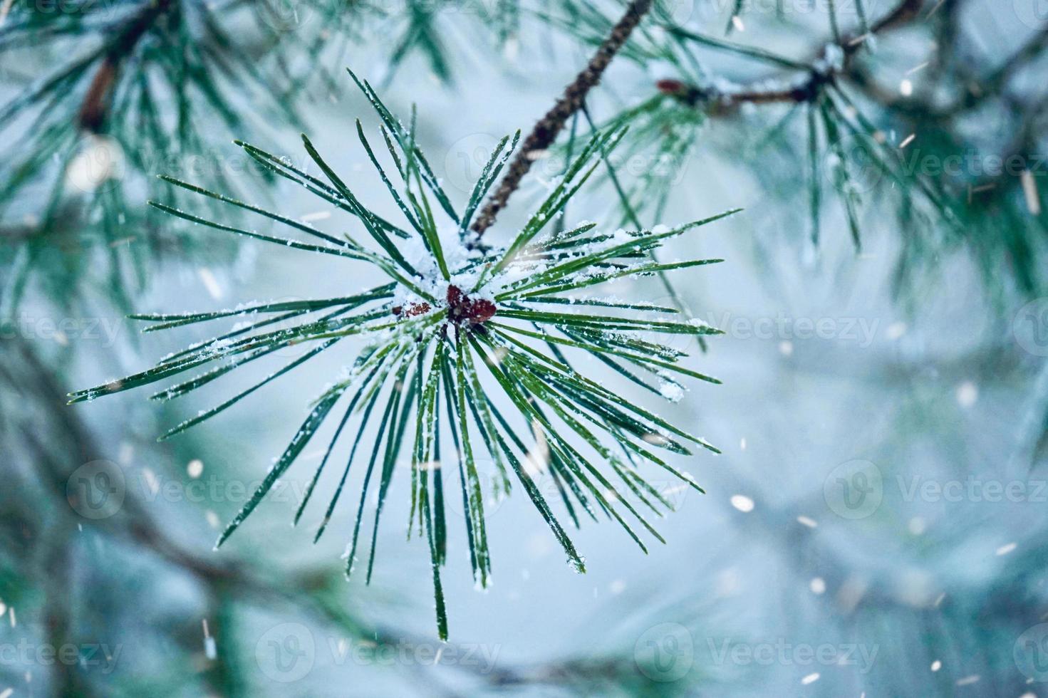 neve sulle mappe catastali nella stagione invernale foto