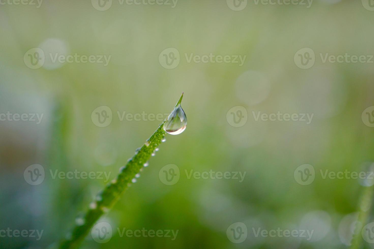 cadere sull'erba verde nei giorni di pioggia foto