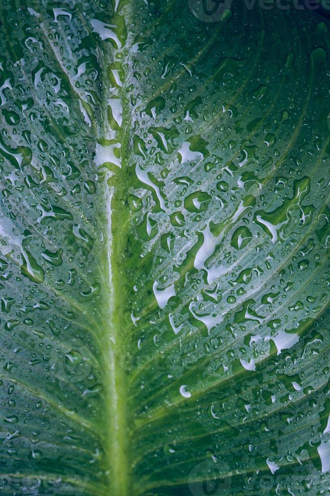 gocce sulle foglie della pianta verde nei giorni di pioggia foto