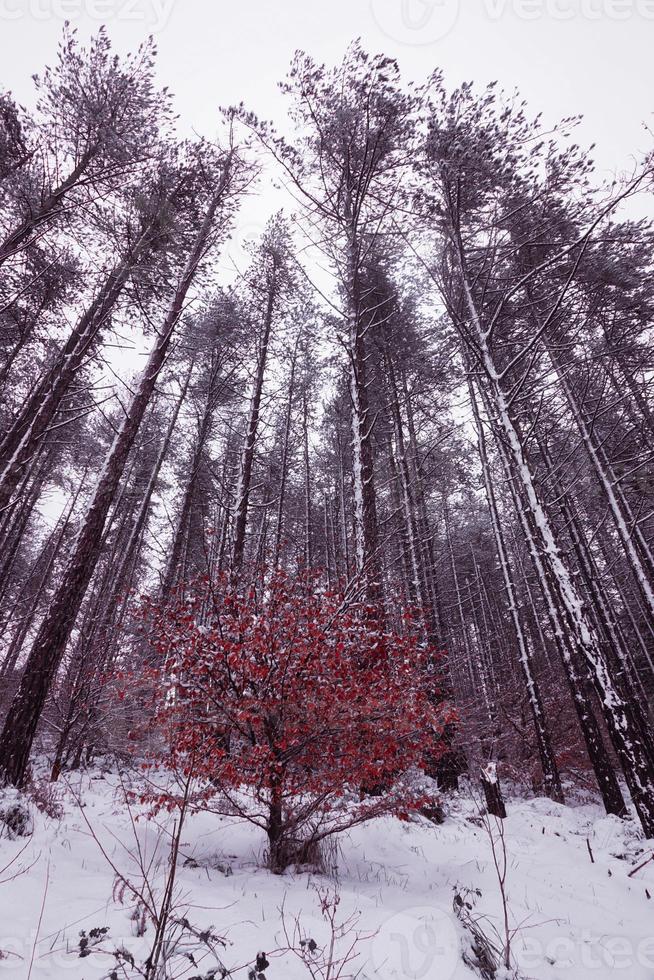 neve in montagna nella stagione invernale foto