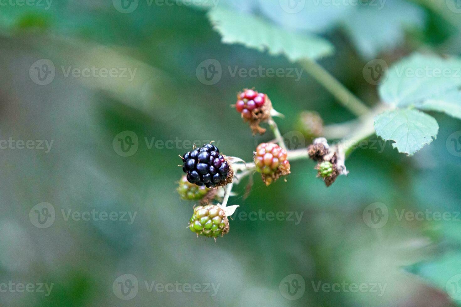 frutta di il mora foto