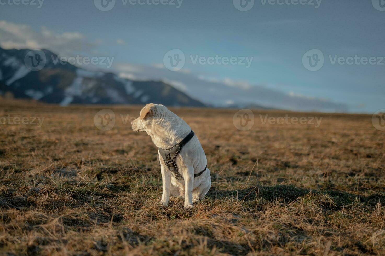 cane su il arco foto