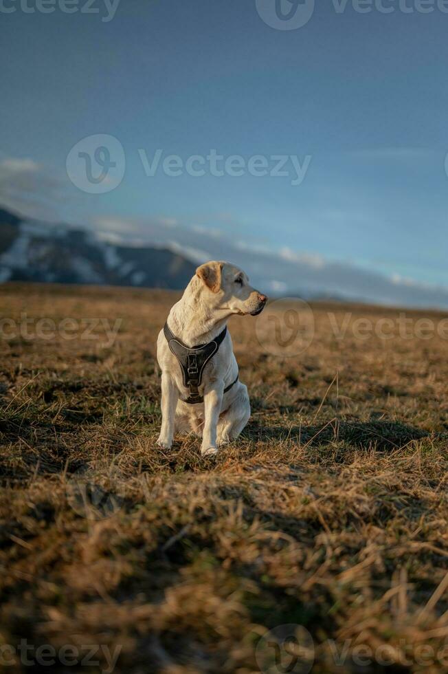 cane su il arco foto