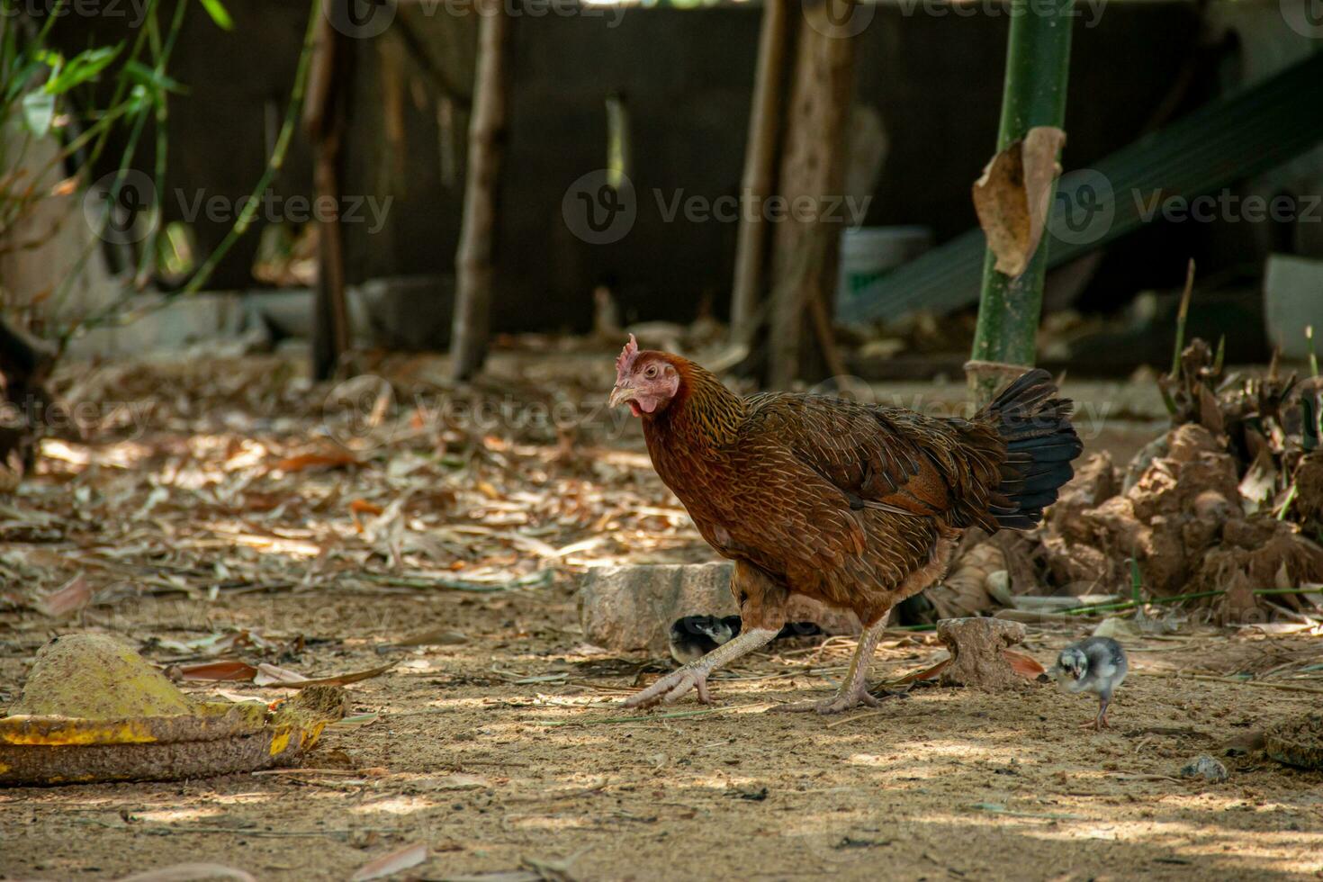 madre gallina e sua giovane guardare per cibo. foto