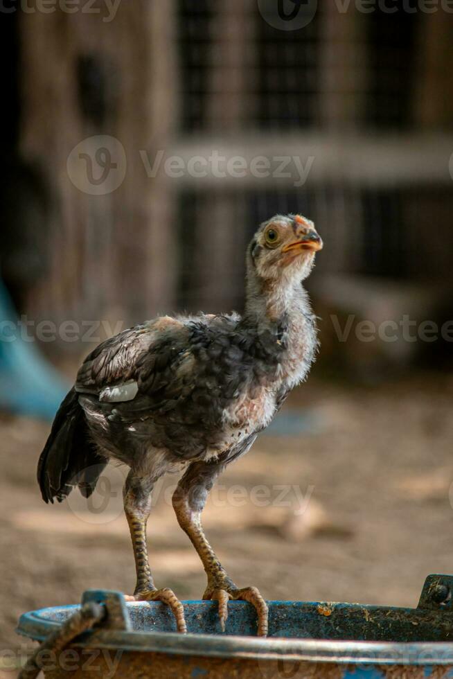 vicino su pollo su il azienda agricola foto