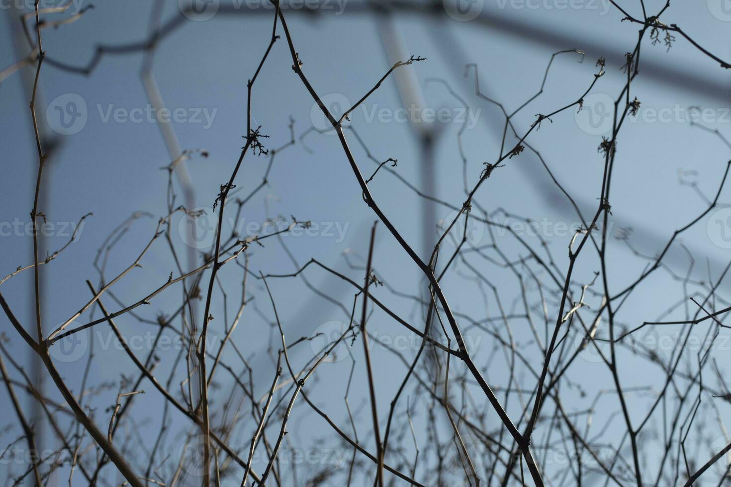 rami senza le foglie. cespuglio steli. pianta nel primavera contro cielo. foto