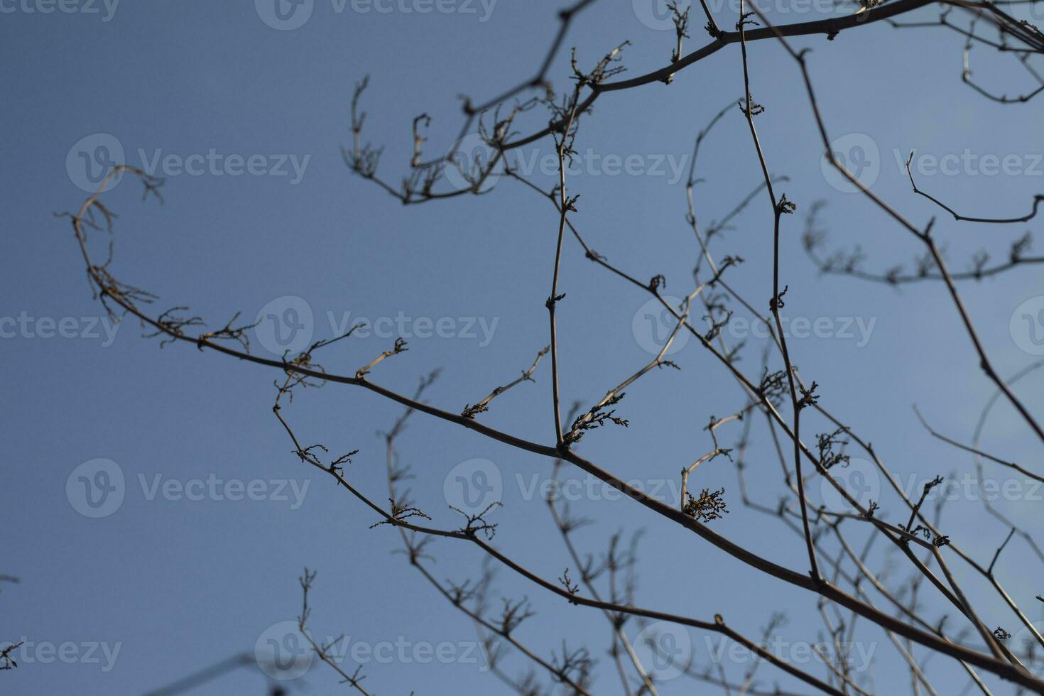 rami senza le foglie. cespuglio steli. pianta nel primavera contro cielo. foto