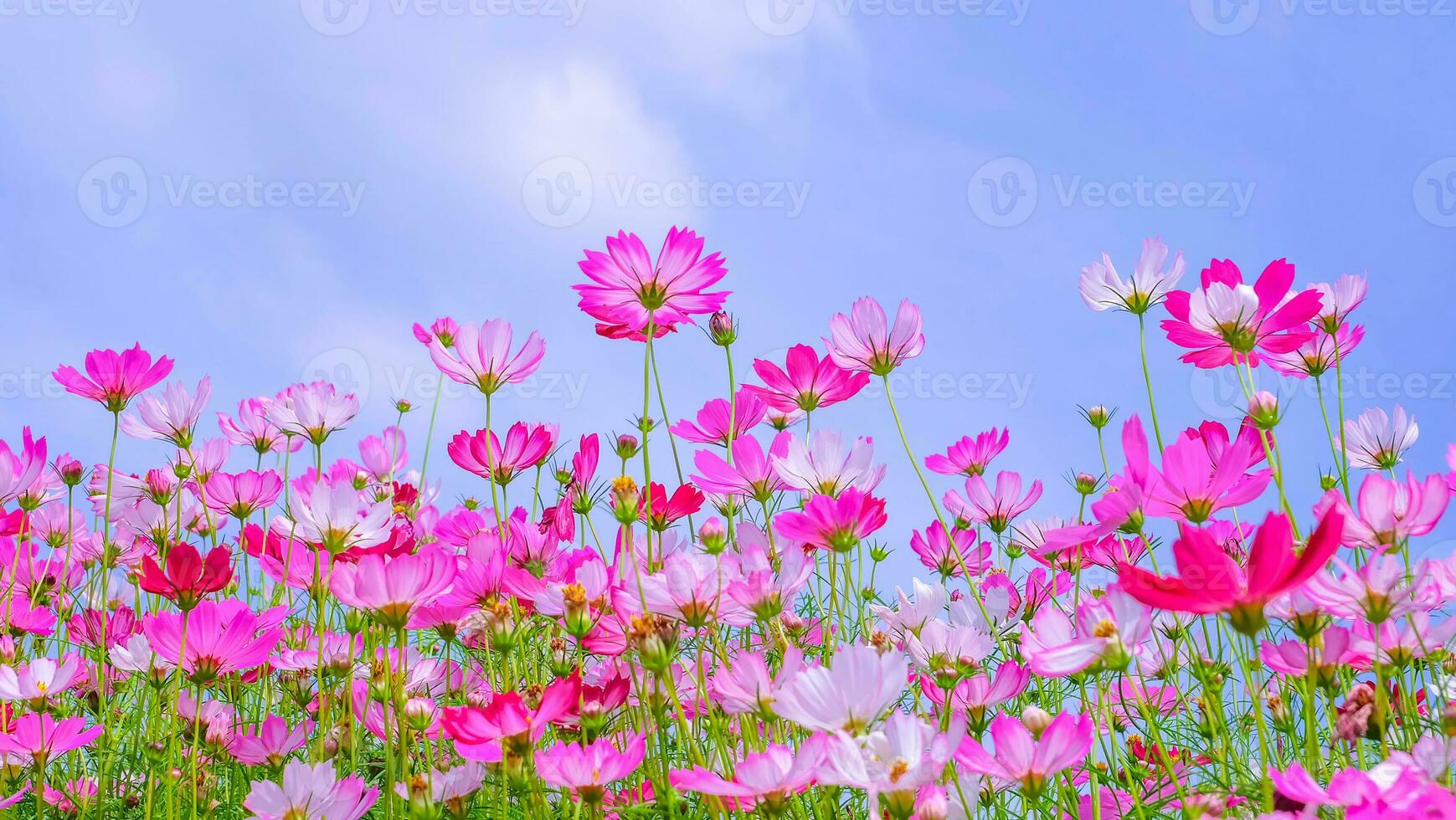 vista ad angolo basso delle piante fiorite del cosmo rosa contro il cielo blu foto