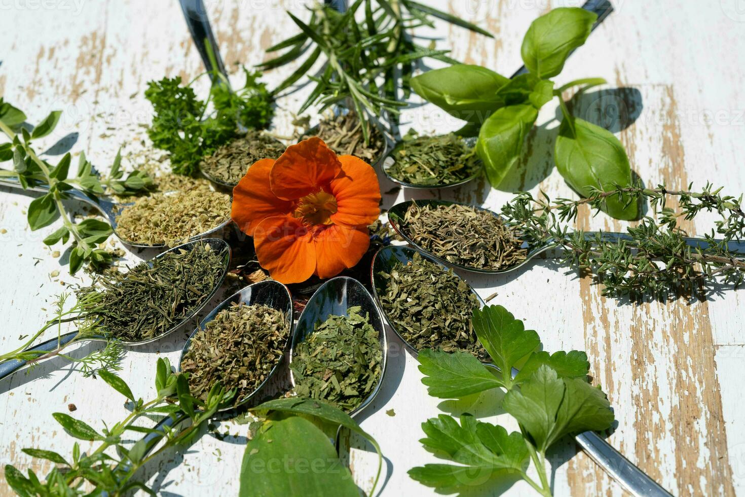 fresco e secco erbe aromatiche e spezie a partire dal tutti al di sopra di il mondo foto