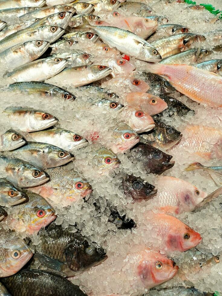 selettivo Visualizza di parecchi tipi di fresco pesce con rasato ghiaccio per raffreddamento siamo venduto nel supermercati foto