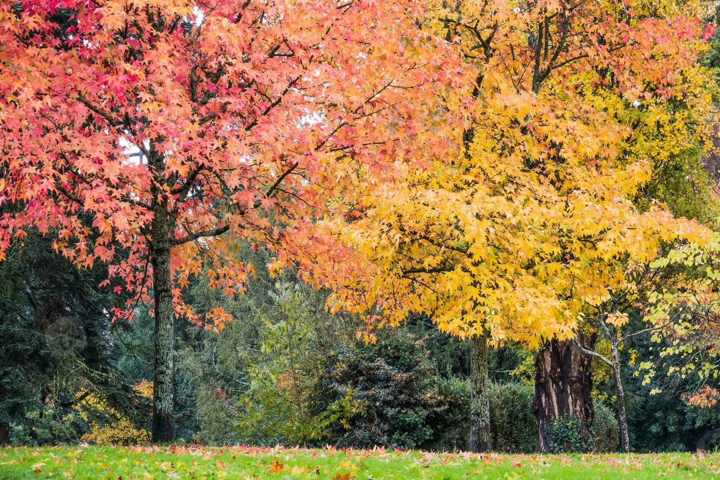 bellissimo autunno stagione foto