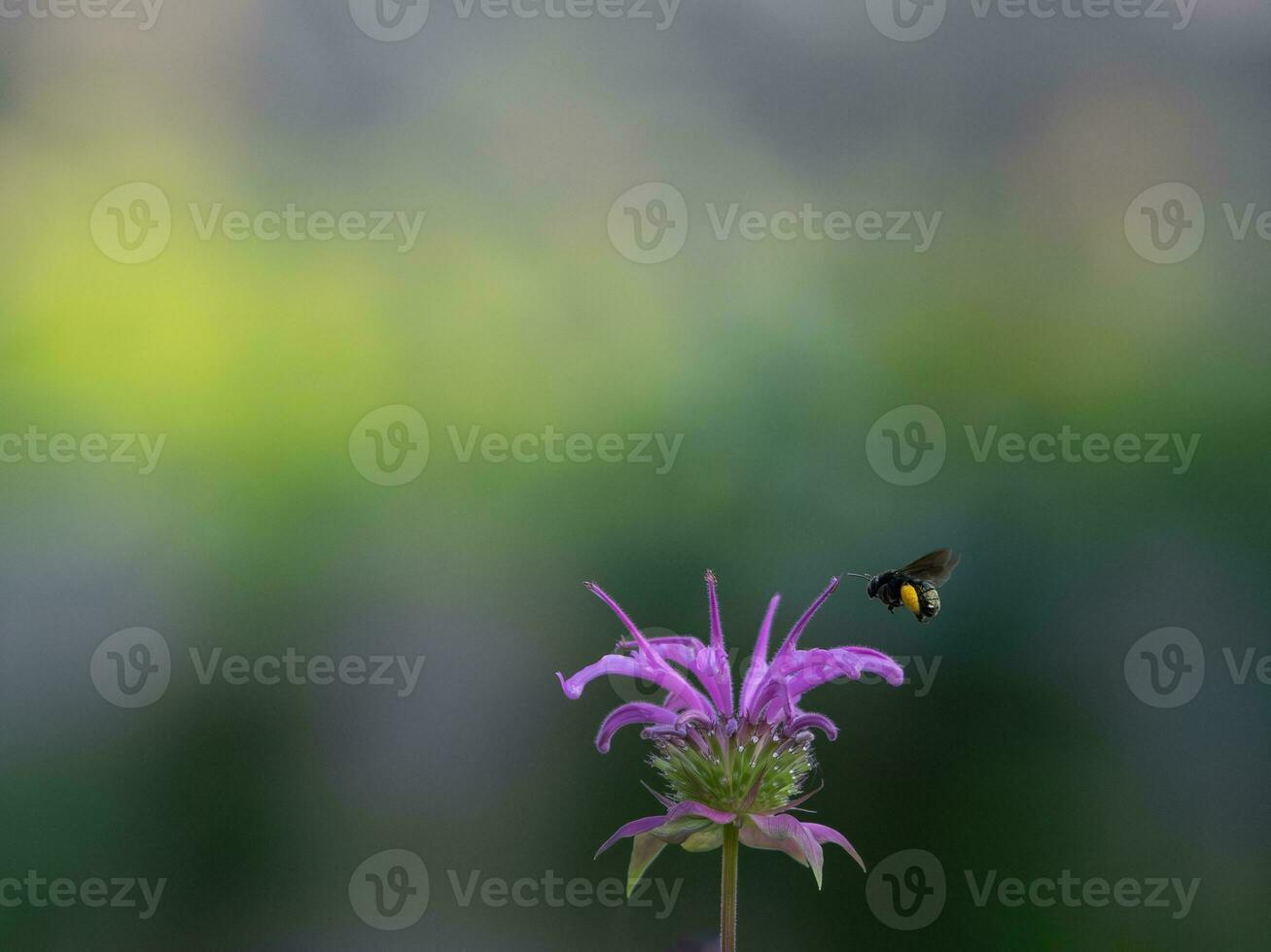 un' singolo nero ape visite un' monarda pianta contro un' smorzato sfondo di verde e giallo. foto