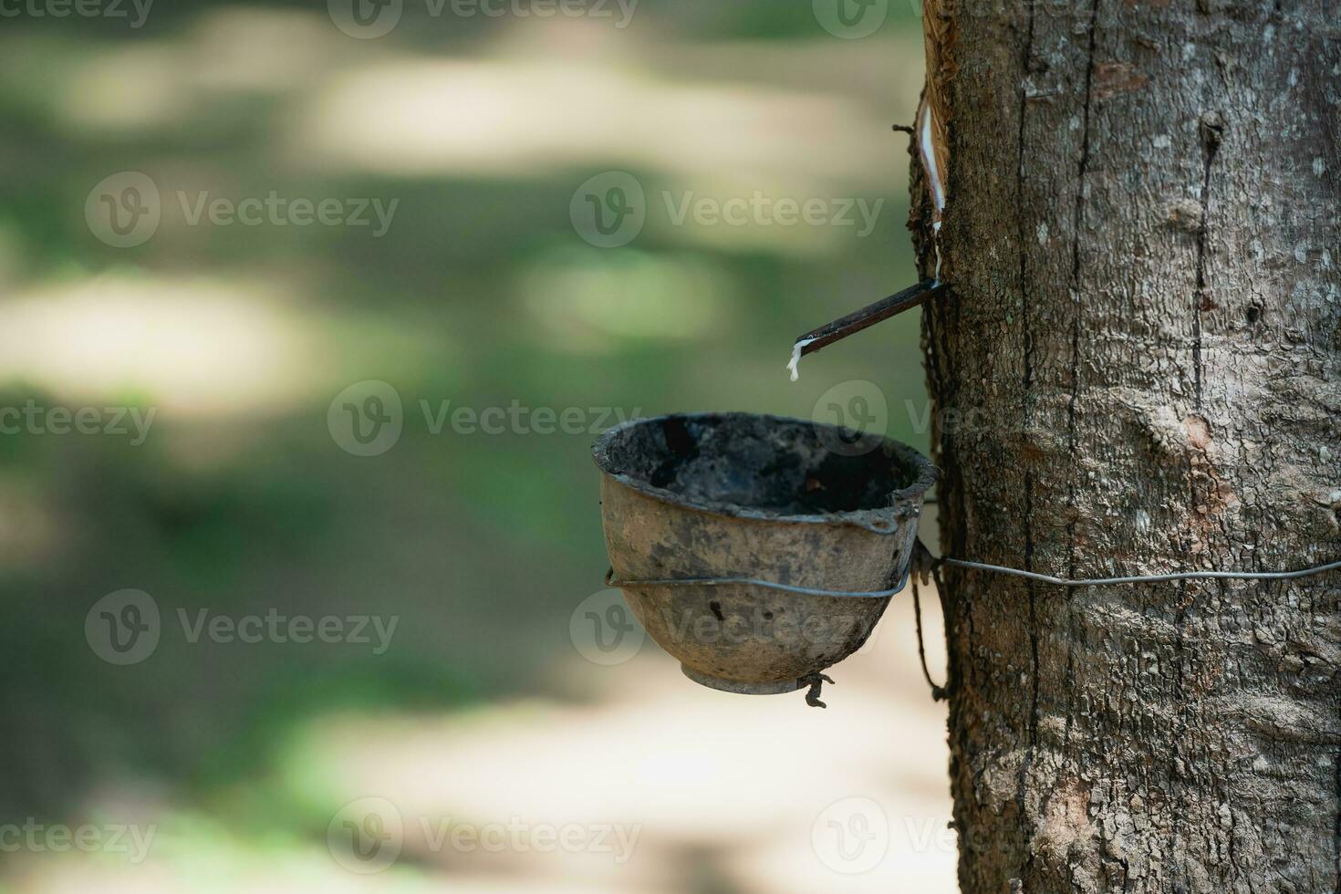 maschiatura latice gomma da cancellare albero e ciotola pieno con lattice, vicino su di gomma da cancellare albero nel il azienda agricola, gomma da cancellare latice estratto a partire dal gomma da cancellare albero. foto