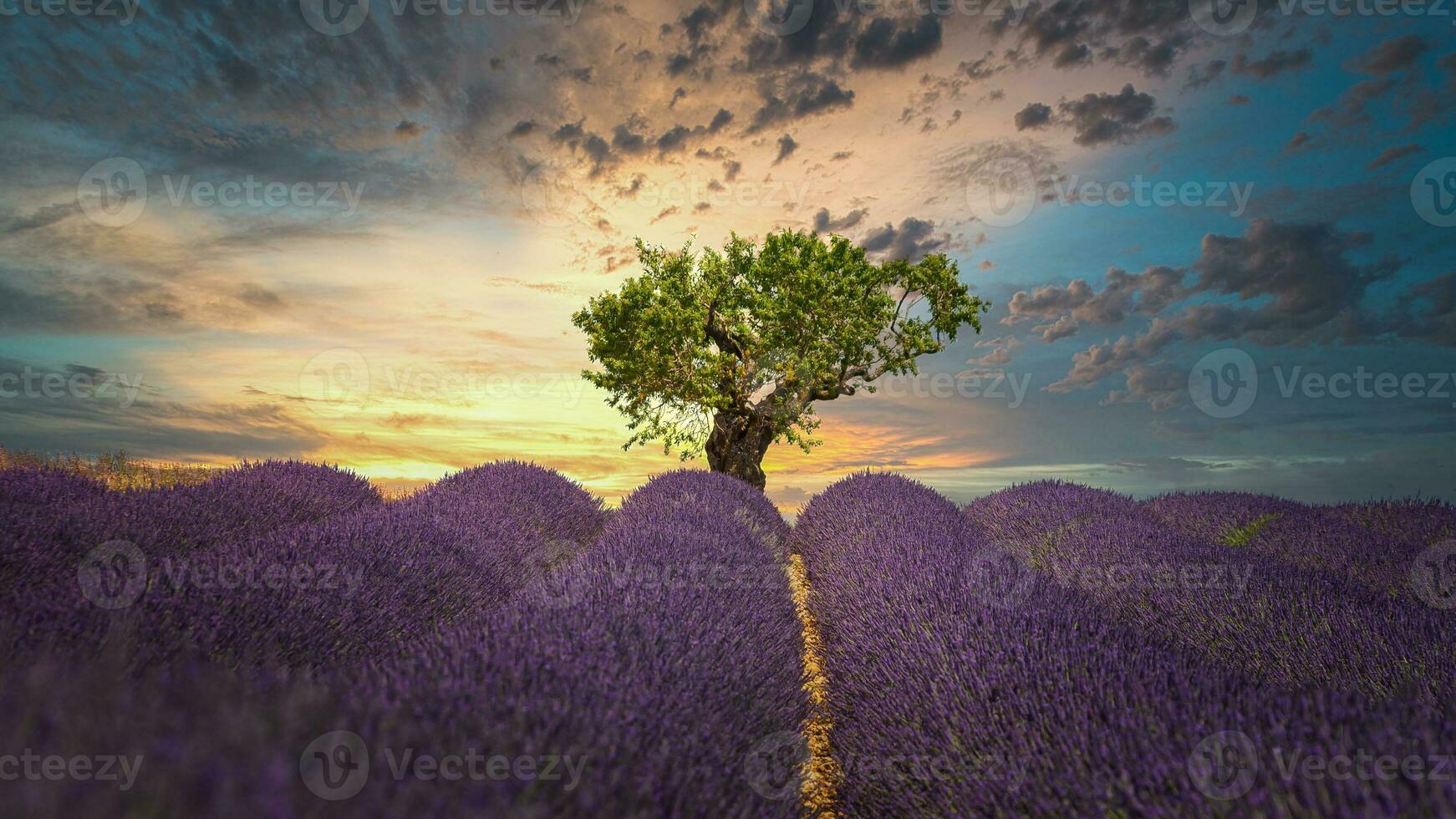 campo di lavanda fiori foto