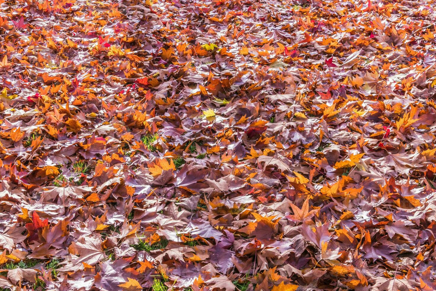 bellissimo autunno stagione foto