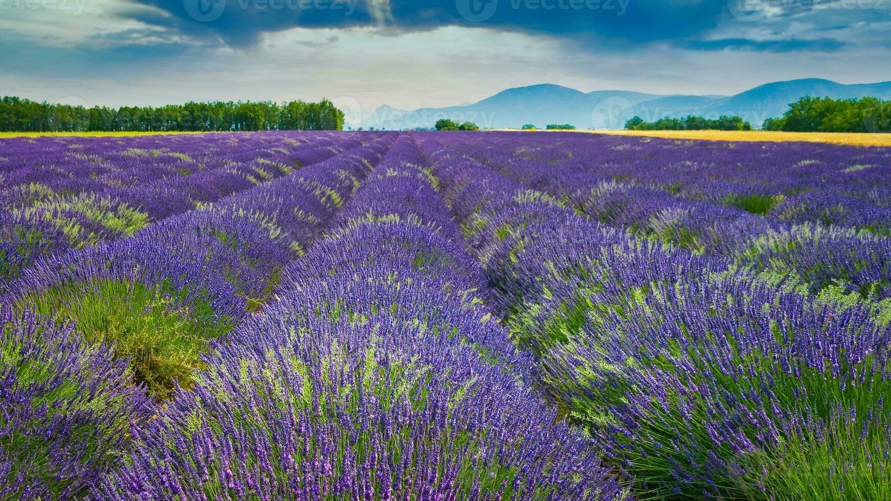 campo di lavanda fiori foto