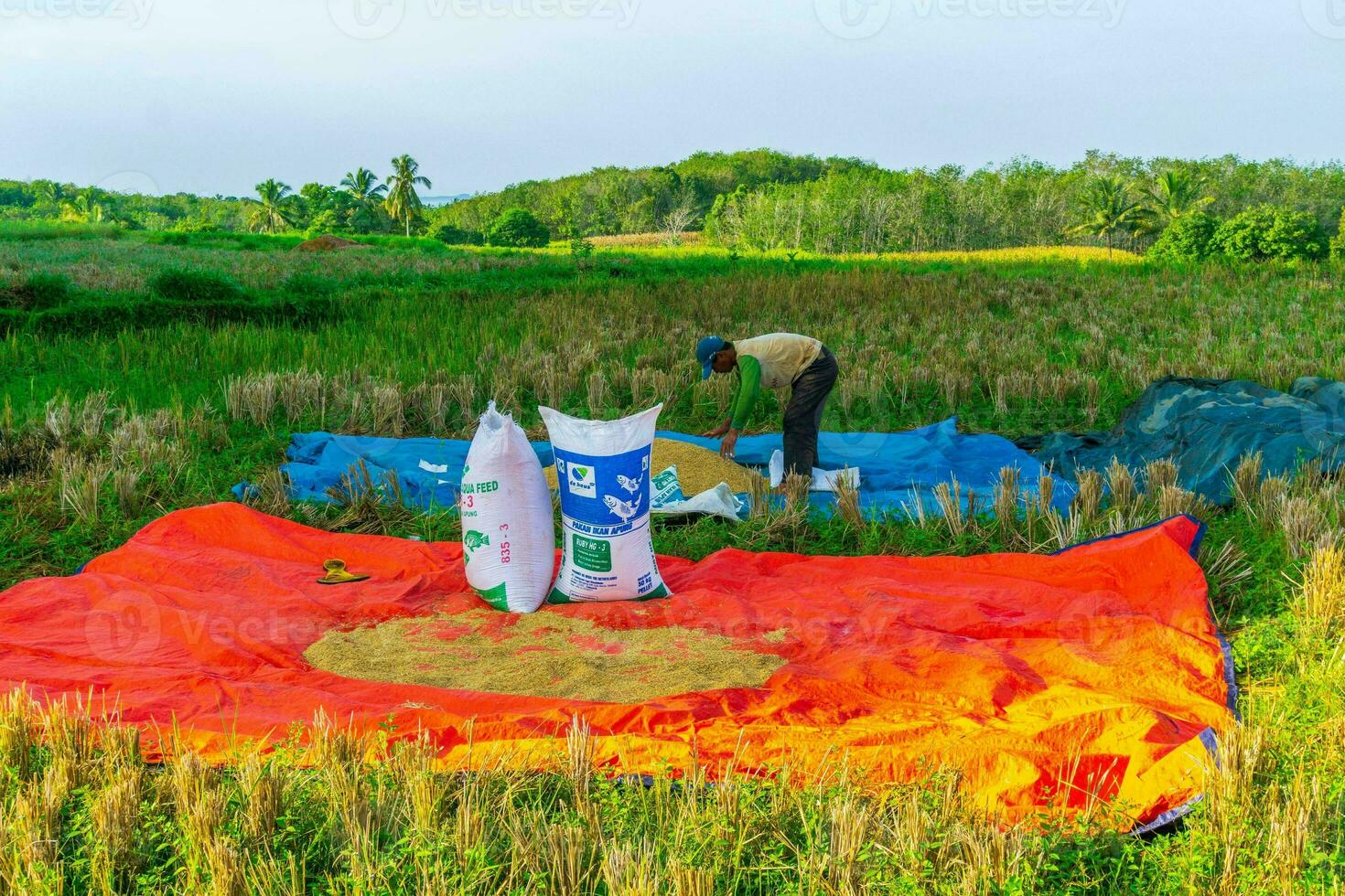 bellissimo mattina Visualizza Indonesia panorama paesaggio risaia i campi con bellezza colore e cielo naturale leggero foto