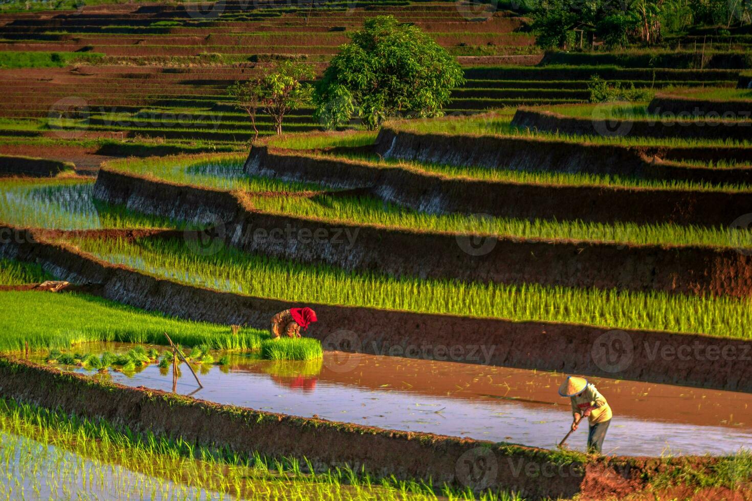 bellissimo mattina Visualizza Indonesia panorama paesaggio risaia i campi con bellezza colore e cielo naturale leggero foto