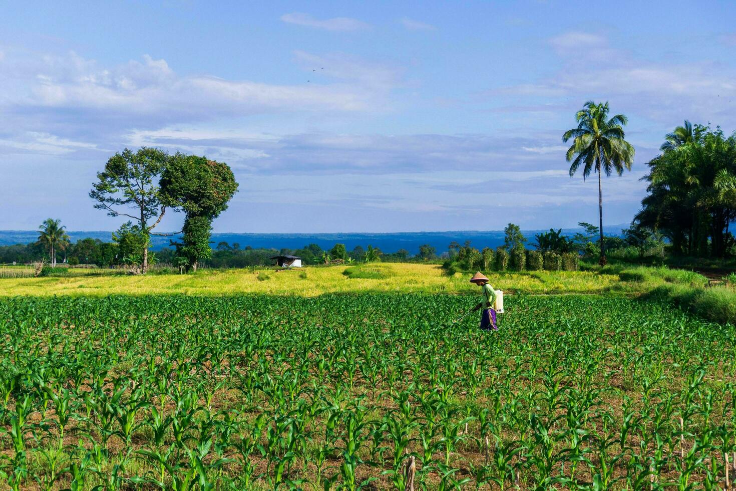 bengkulu, Indonesia, 2023 - villaggio vita con agricoltori Lavorando nel il riso i campi foto