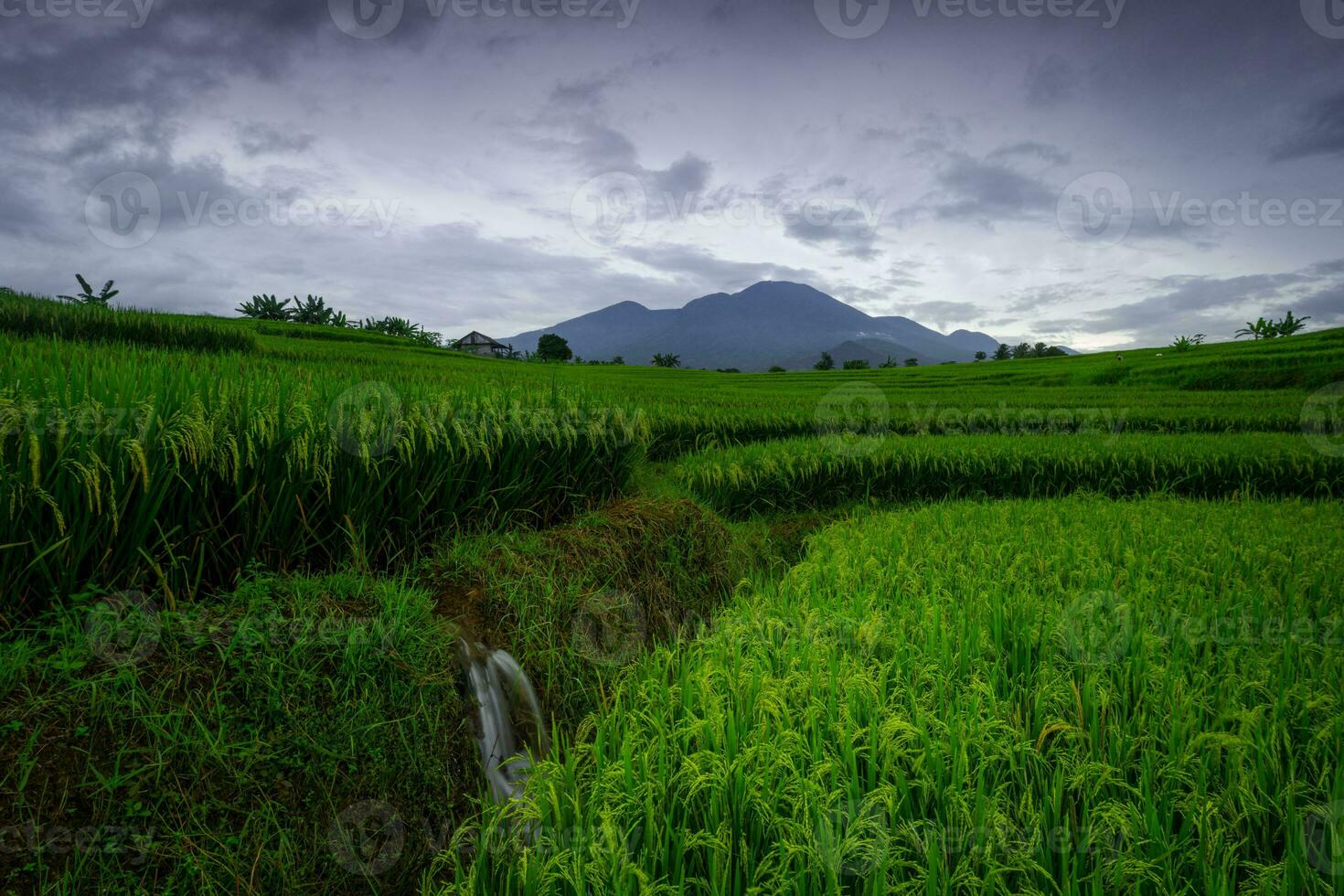 bellissimo mattina Visualizza Indonesia panorama paesaggio risaia i campi con bellezza colore e cielo naturale leggero foto