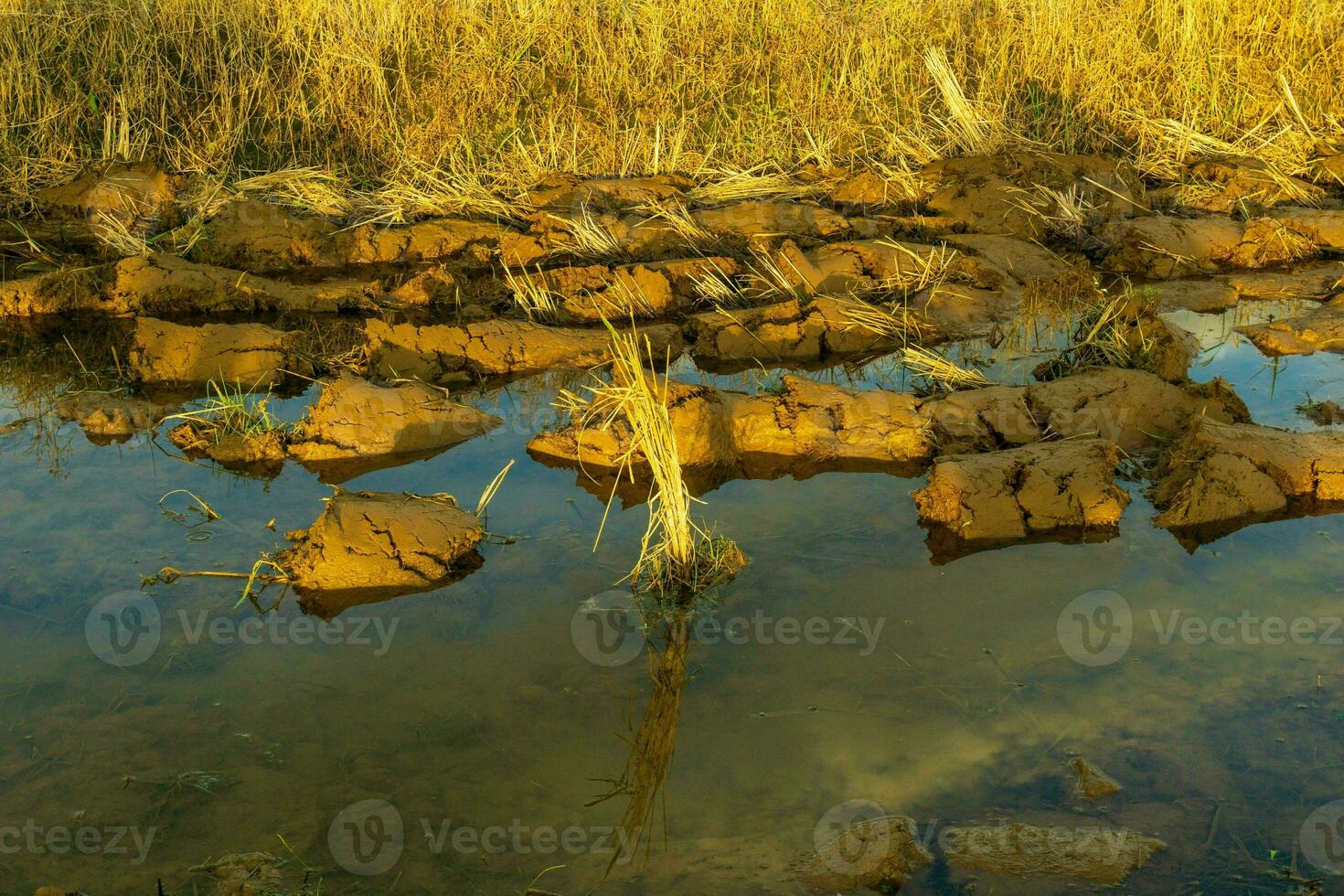 bellissimo mattina Visualizza Indonesia panorama paesaggio risaia i campi con bellezza colore e cielo naturale leggero foto