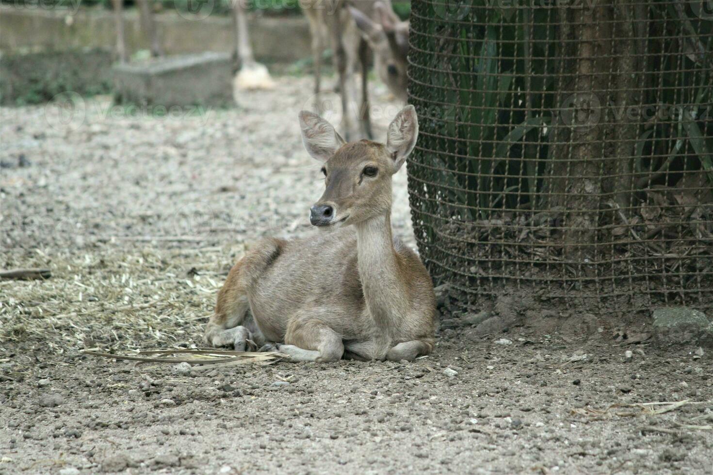 mandria di cervo nel il zoo con animali tema foto