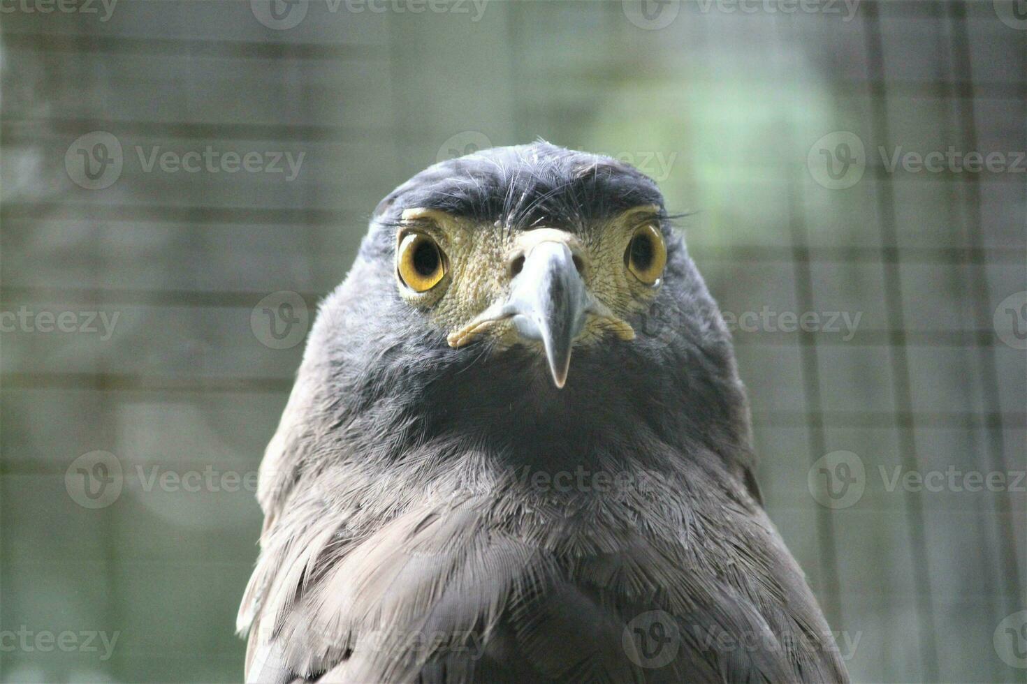 falco nel il zoo con animali tema foto