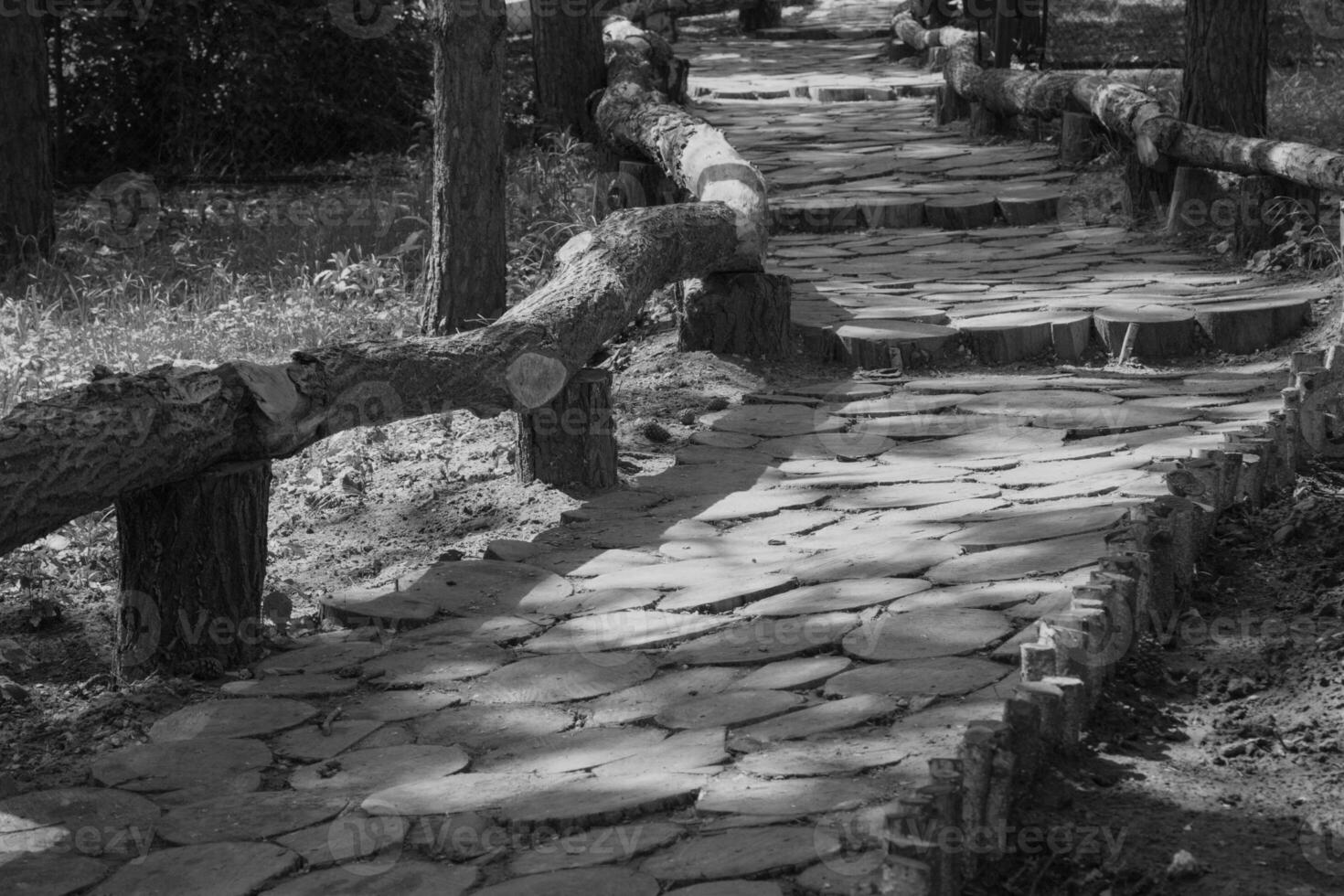 parco di legno sentiero foto