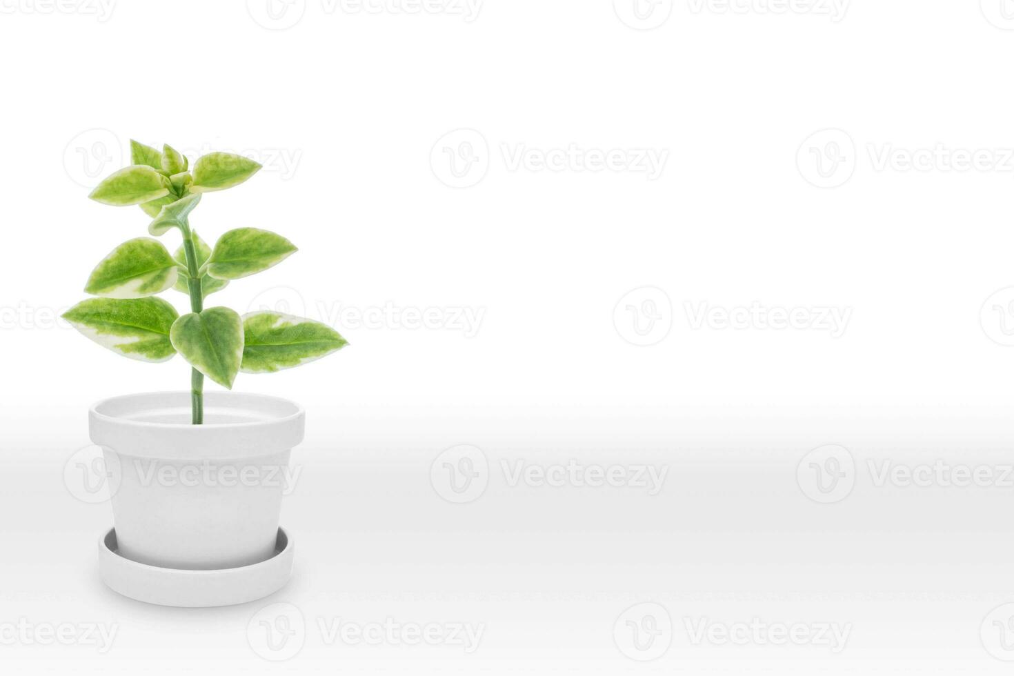 verde pianta su bianca pentola vaso, isolato su bianca foto