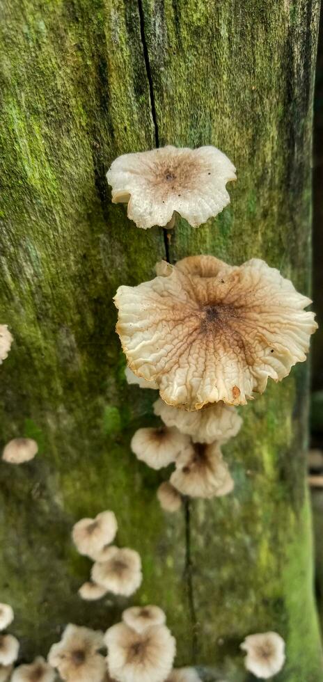 fungo su in putrefazione Di legno, piccolo Marrone e bianca funghi con un' leggermente fioritura forma, velenoso funghi. foto