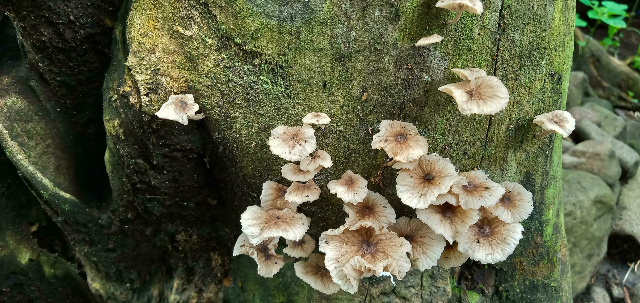 fungo su in putrefazione Di legno, piccolo Marrone e bianca funghi con un' leggermente fioritura forma, velenoso funghi. foto