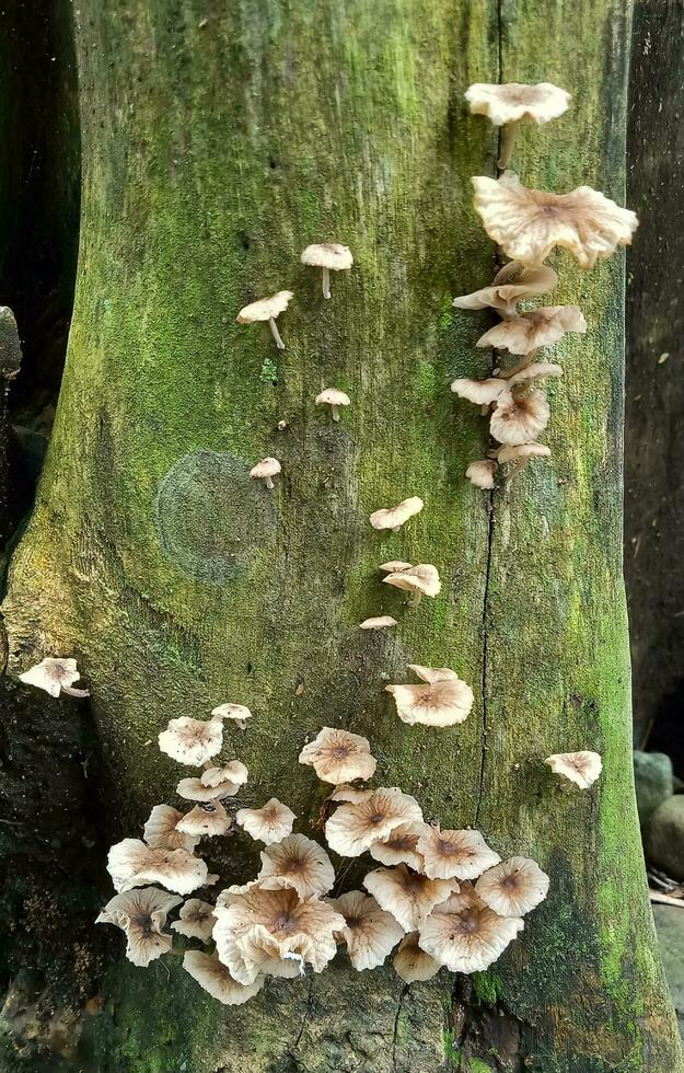 fungo su in putrefazione Di legno, piccolo Marrone e bianca funghi con un' leggermente fioritura forma, velenoso funghi. foto