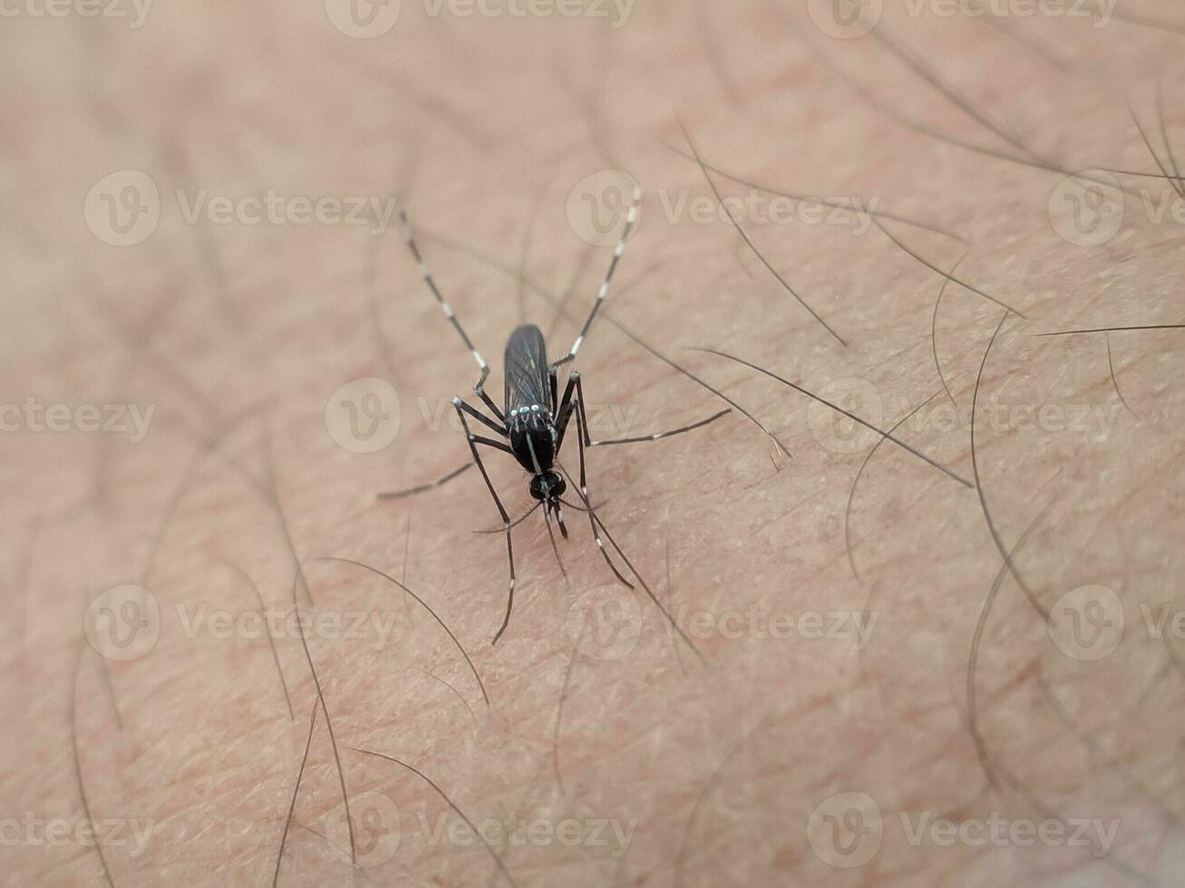 un' zanzara nel umano pelle e succhiare umano sangue foto