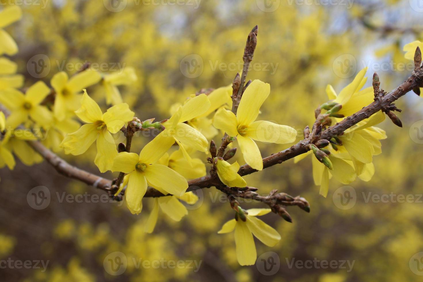 un ramo di fioritura giallo cespuglio di forsizia foto