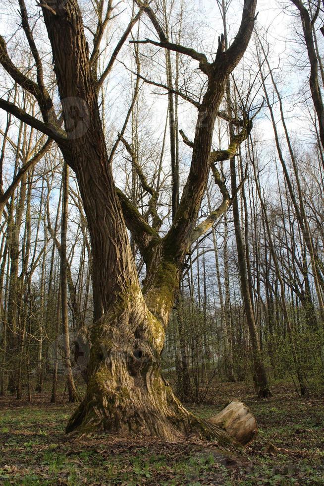 bellissimo albero vintage ramoso sotto i raggi del sole nella foresta di primavera ricoperta di muschio foto