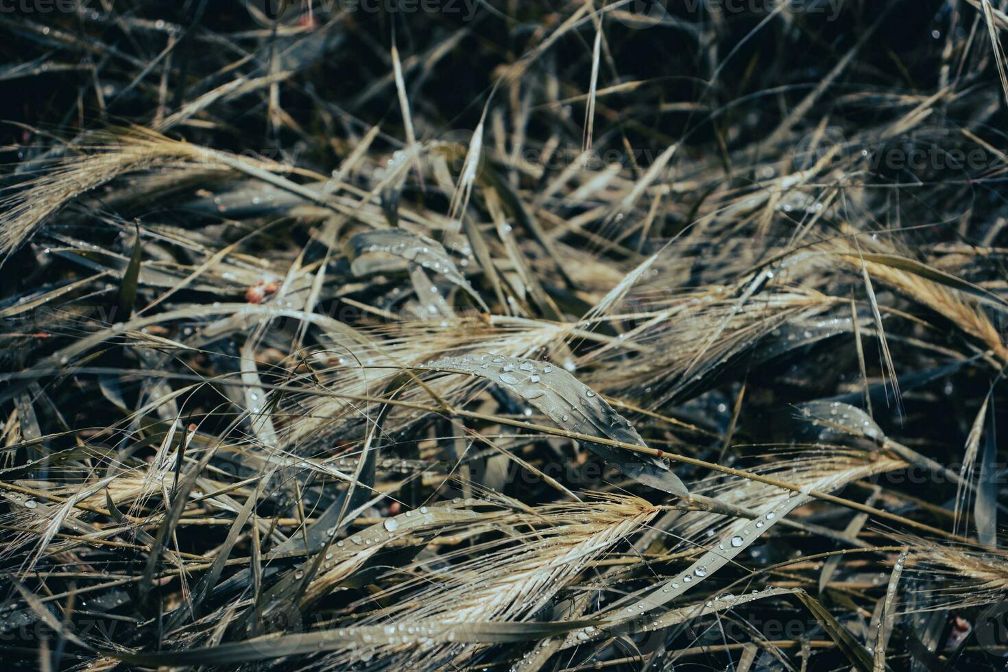 vicino su mattina pioggia gocce su verde Grano concetto foto. foto