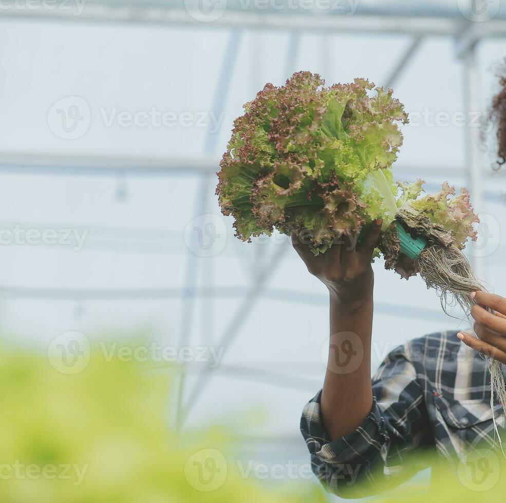 giovane asiatico donna e anziano uomo contadino Lavorando insieme nel biologico idroponica insalata verdura azienda agricola. moderno verdura giardino proprietario utilizzando digitale tavoletta ispezionare qualità di lattuga nel serra giardino. foto