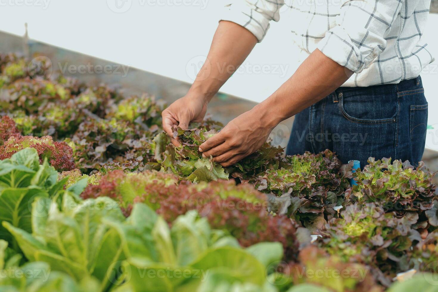 giovane asiatico donna e anziano uomo contadino Lavorando insieme nel biologico idroponica insalata verdura azienda agricola. moderno verdura giardino proprietario utilizzando digitale tavoletta ispezionare qualità di lattuga nel serra giardino. foto