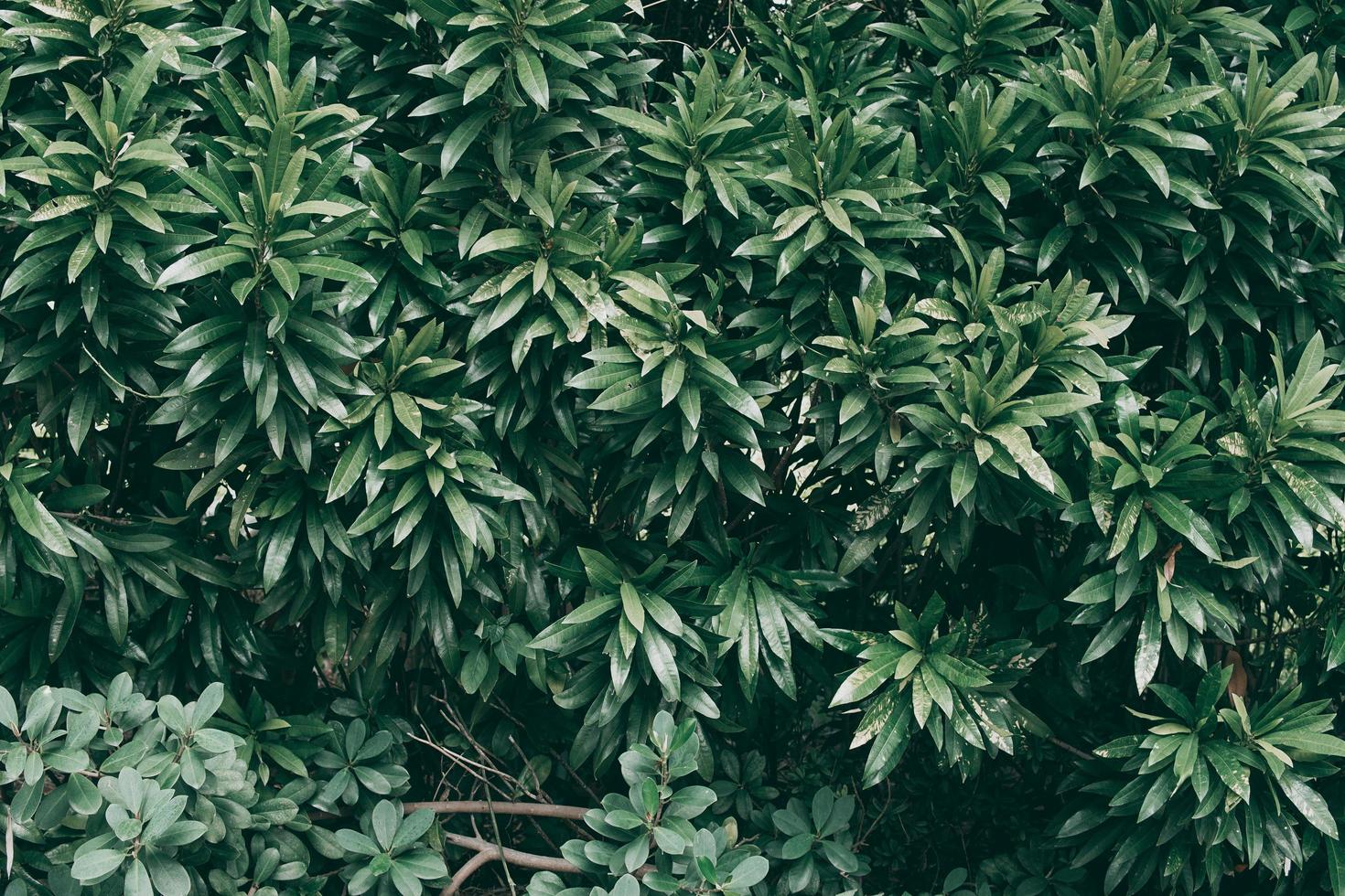 tema di tono scuro sfondo foglia verde tropicale foto