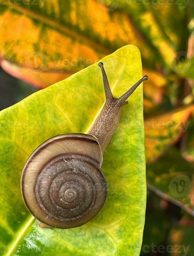 lumaca strisciando su un' verde foglia nel il giardino, avvicinamento con sfocatura sfondi per presentazioni e ponti informazione grafica, stampe disposizione copertura libri, rivista pagine, annuncio, Annunci campagna foto