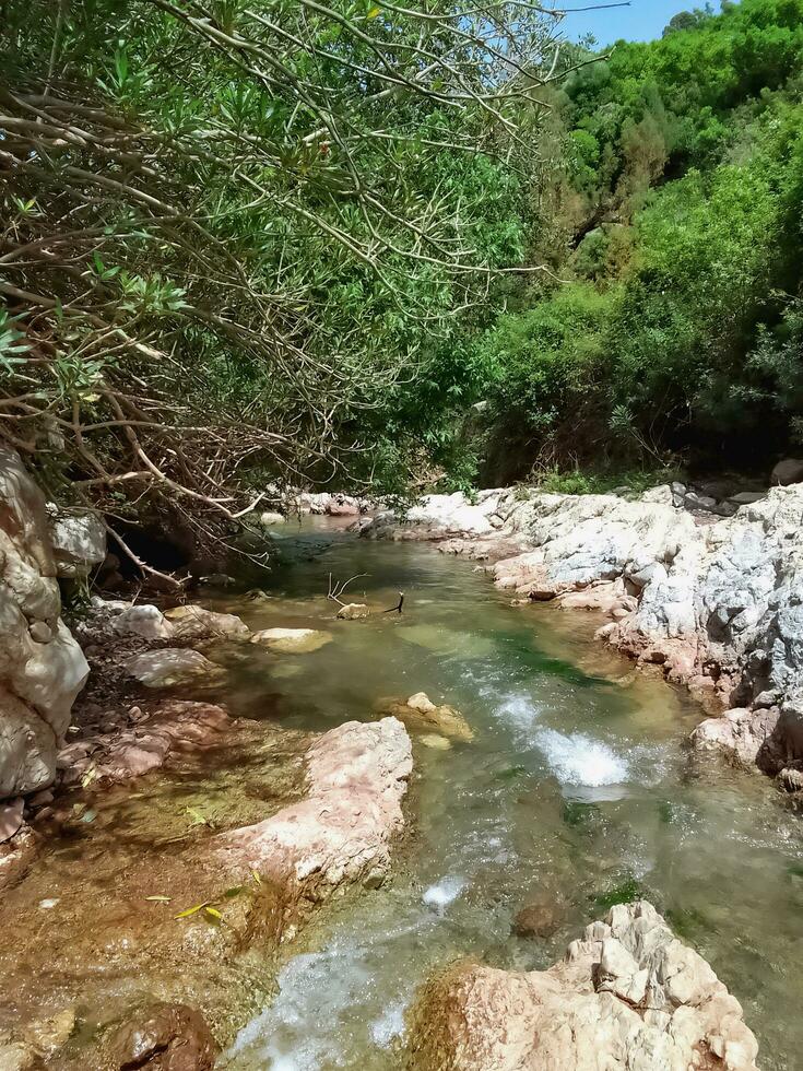 sereno estate ruscello valle un' naturale oasi in mezzo il estate calore foto