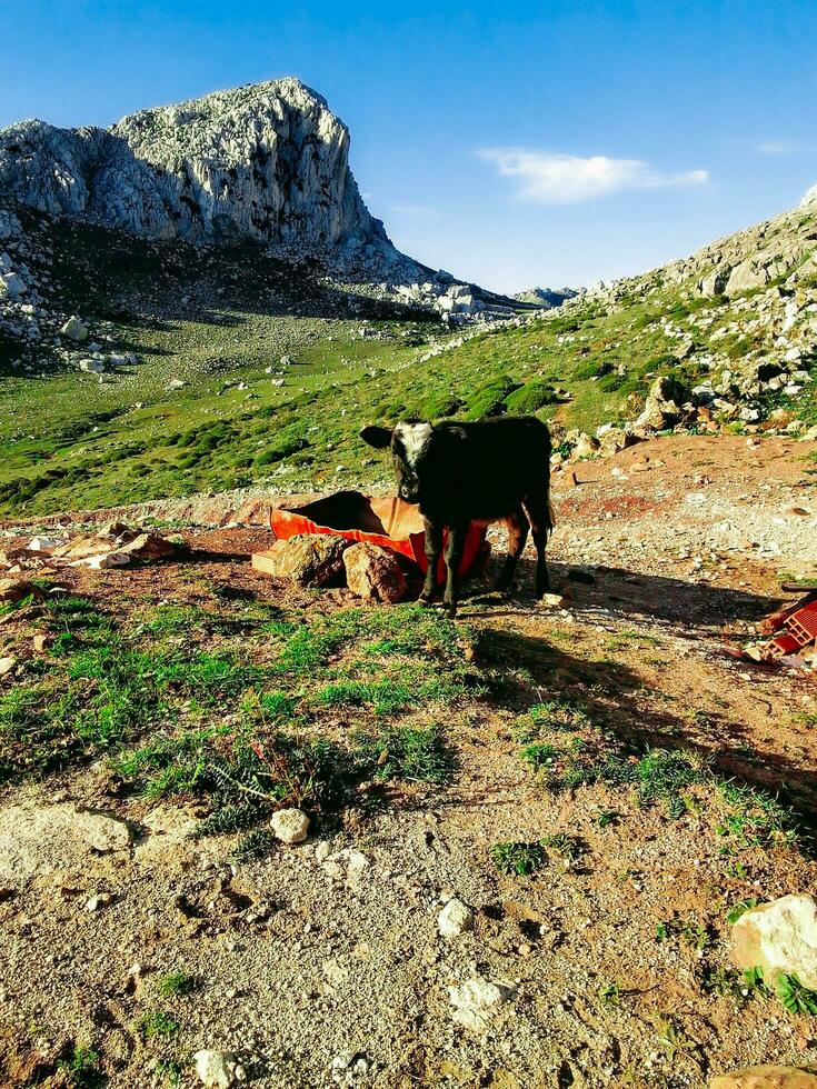 travolgente il legame di un' mucca e vitello nel il campagna foto