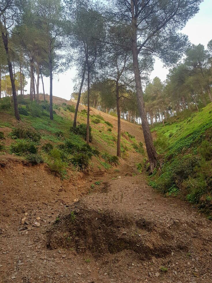 magico scena tra il pino alberi foto